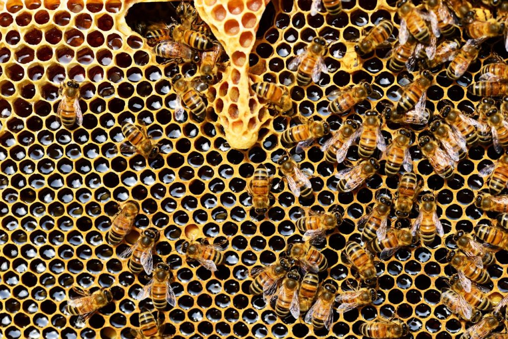 Crafting Captivating Headlines: Your awesome post title goes here Detailed view of honey bees on a vibrant honeycomb filled with honey in a beehive.