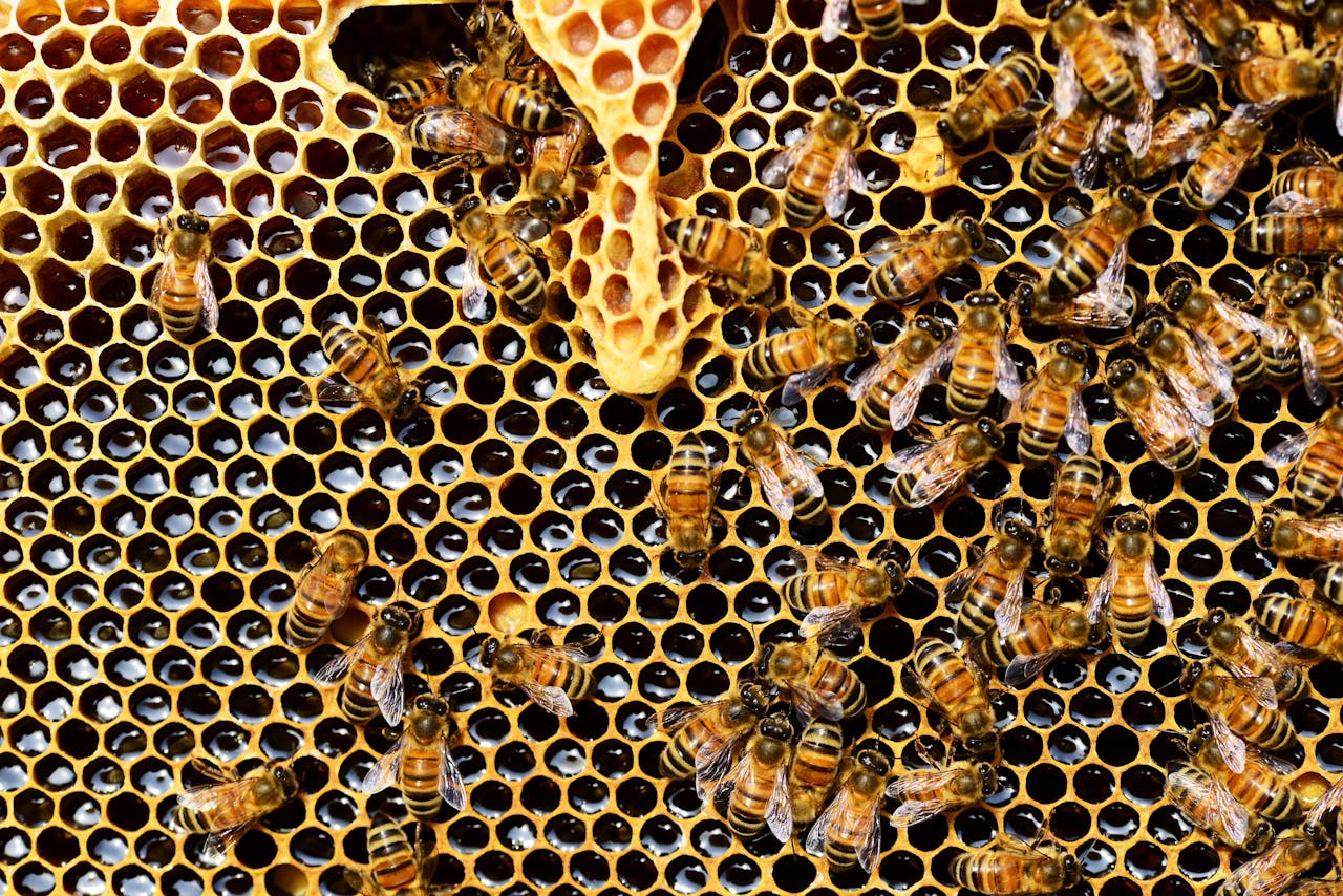 Crafting Captivating Headlines: Your awesome post title goes here Detailed view of honey bees on a vibrant honeycomb filled with honey in a beehive.